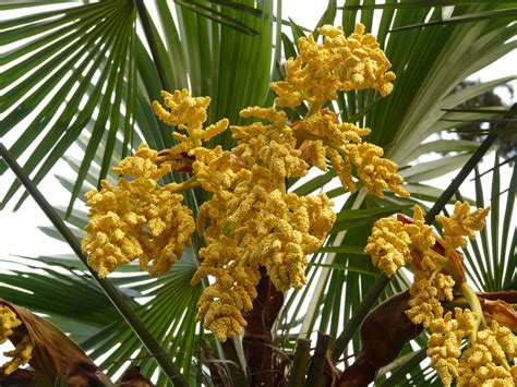 Images Gratuites : arbre, branche, fleur, fruit, Floraison, aliments