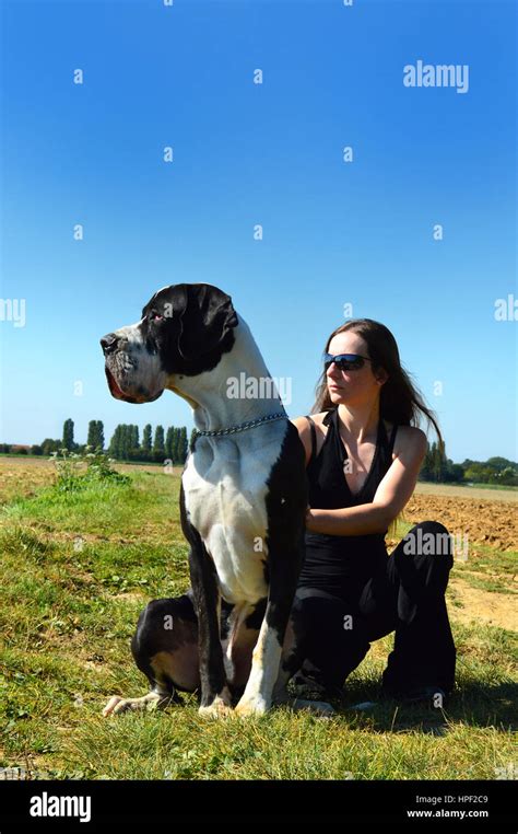 Beautiful Young Woman With A Great Dane Stock Photo Alamy