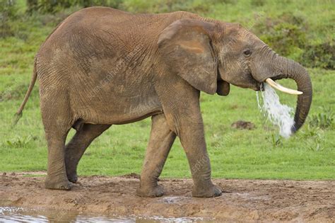 African Elephant Drinking Stock Image C0144992 Science Photo Library