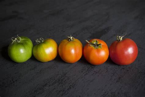 Online Crop Five Red And Orange Tomatoes Hd Wallpaper Wallpaper Flare
