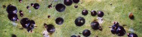Pesticides registered for use on florida citrus. UF/IFAS Pest Alert - UF/IFAS Pest Alert