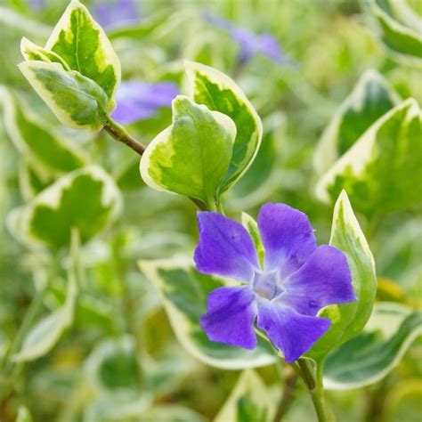 Deer resistant perennials for sale online at garden goods direct. Big Leaf Variegated Periwinkle (Vinca major variegata) is ...