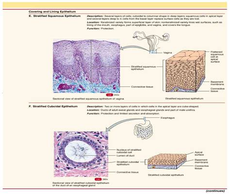 Epithelium The Different Types Of Cell Shapes Steve Gallik