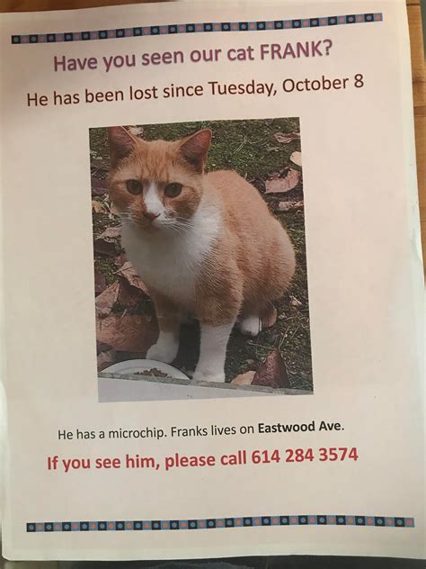 Lost Cat Near East Side Columbus Rcolumbus