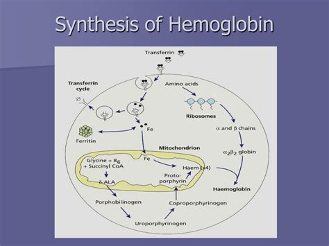 Ppt Structure And Function Of Hemoglobin Powerpoint Presentation