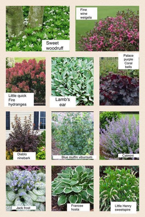 Untitled Front Yard Plants Shrubs For Landscaping Front Garden