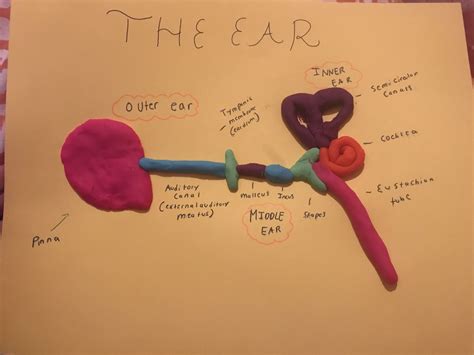 Ear Anatomy Model Ear Anatomy Human Ear Teaching Math Strategies