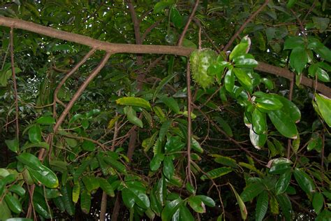 10,000 times stronger than chemotherapy. Bienfaits du Corossol : anti-cancer naturel - Planète Healthy