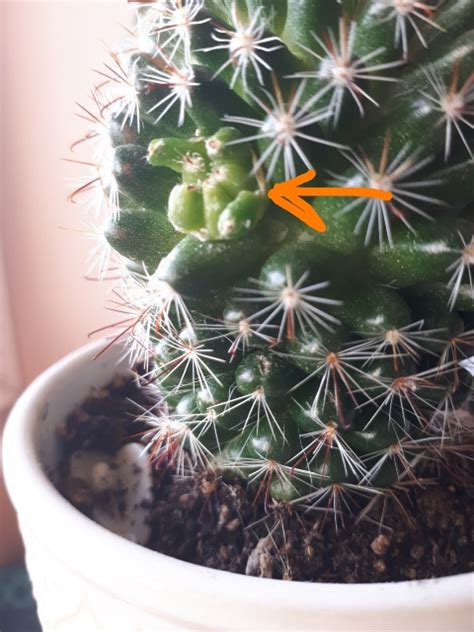 Identification The Growth On My Cacti Has Changed And It Wierd