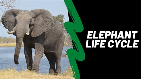 elephant life cycle video - Prudence Roldan