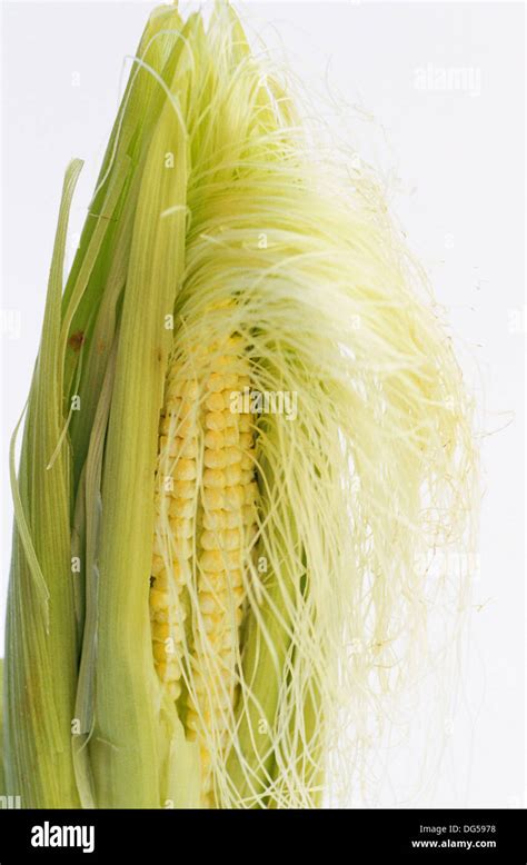 Cornplant Zea Mays Stock Photo Alamy