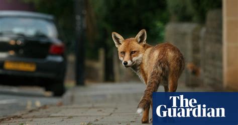 21st Century Fox How Natures Favourite Outsider Seduced The Suburbs