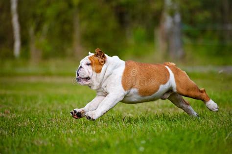 Happy English Bulldog Running Outdoors Stock Image Image Of Male