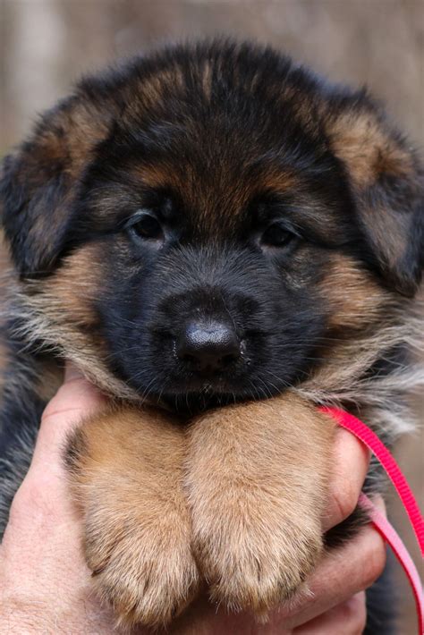 [12+] German Shepherd Puppies To Sale Brisbane | #The Expert