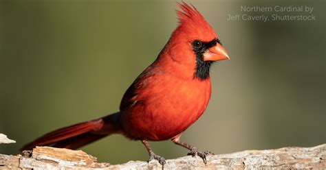 The Northern Cardinal As The State Bird Of Seven Us States Nature