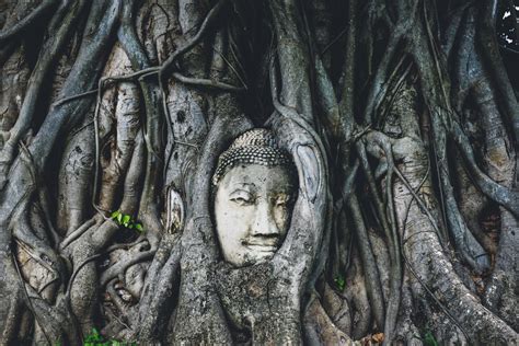 Ayutthaya Ruins Temples And Buddha Tree By Bangkok Thailand