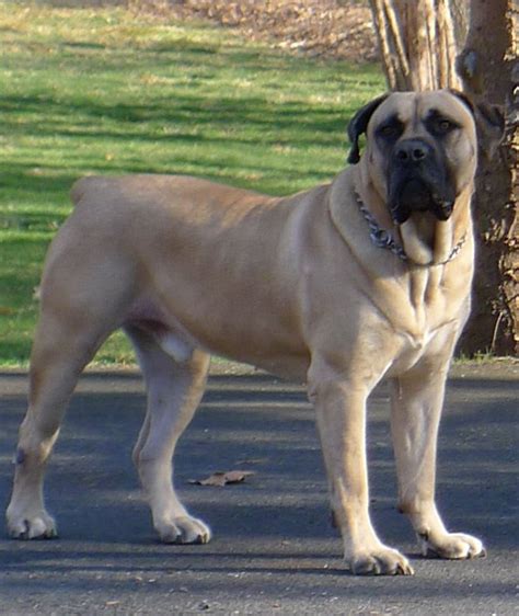 What is a south african boerboel dog? The 25+ best South african boerboel ideas on Pinterest ...