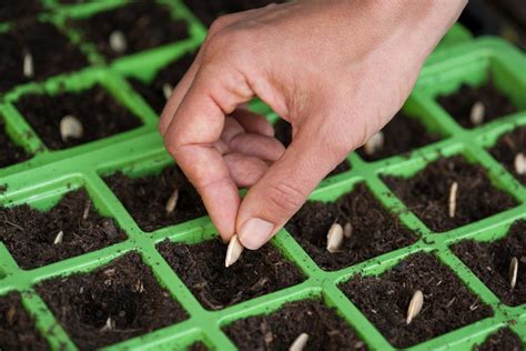 Know your planting zone to ensure that you are putting your vegetable seeds into the ground at the right time of the season. 20 Must-Have Seeds To Store For A Crisis - Off The Grid News