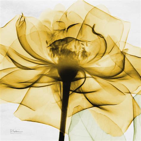 Golden Rose Close Up Yellow Flower X Ray Photo Print Wall Art By Albert