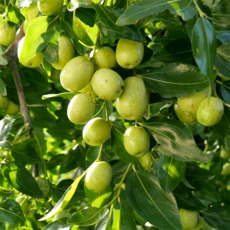 Buy Ber Apple Ber Green Fruit Plant Grafted Online At