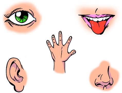 Imagenes animadas de los 5 sentidos - Imagui