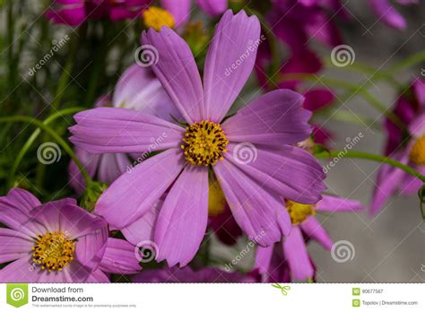 Blossoming Pink Cosmos Flower Stock Image Image Of Nature Cosmos