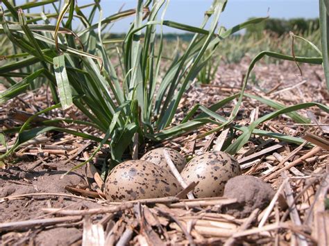 The Shocking Truth About Birds That Lay Green Eggs