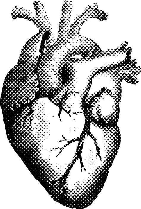 Anatomical Heart Silhouette Png Joanamtfjoana
