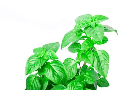 Fresh Green Basil Herb Leaves Isolated On White Background Basilicum