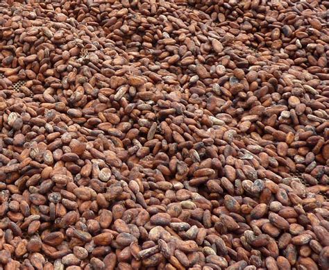Line Vac Alleviates Back Breaking Work In Drying Cocoa Beans