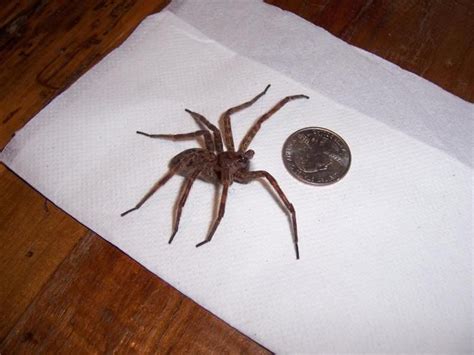 See full list on owlcation.com What kind of spider is this? Wood spider, wolf spider ...