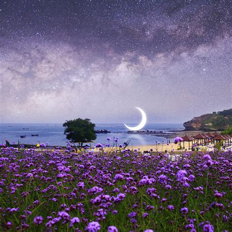Lavander Flowers Nature Landscape Moon Night Sky Scenery 8k
