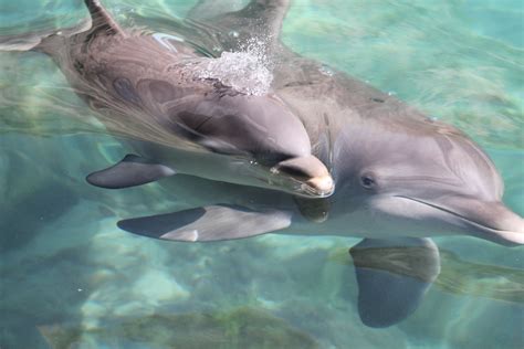 The Baby Dolphin Was So Cute Baby Dolphins Dolphins Cute