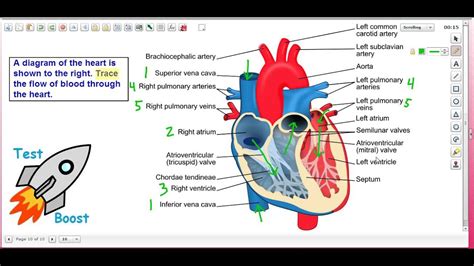 + 2 tutorials that teach heart and blood flow. Blood Flow Through the Heart: Test Boost for SAT Subject ...