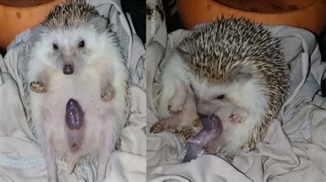 Sonic The Hedgehog Giving Birth Pregnant