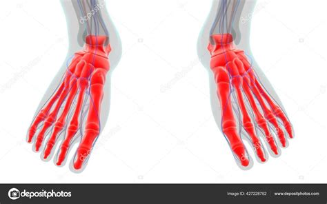 Anatomie Des Pied Squelette Humain Pour Concept Médical Illustration