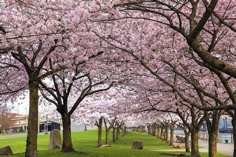 Rows Of Cherry Blossom Trees In Bloom Photograph By Jit Lim