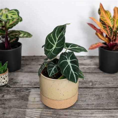 Alocasia black velvet is as exotic as it is dramatic. Alokazja black velvet (alocasia) - Mała Szklarnia