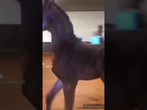 ANIMAL TRANSFORMATION - YouTube