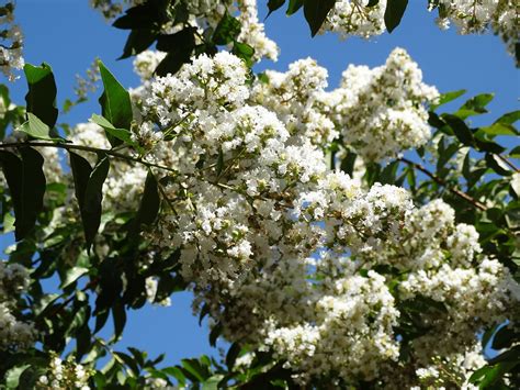 White Flowering Trees For Texas