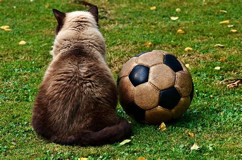 Royalty Free Photo Siamese Cat Beside Soccer Ball On Green Grass Pickpik