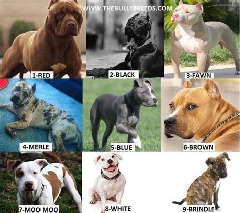 Pitbull Colors Chart