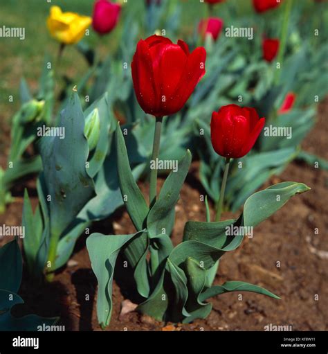 Botany Liliaceae Tulipa Hybrida Greig Stock Photo Alamy