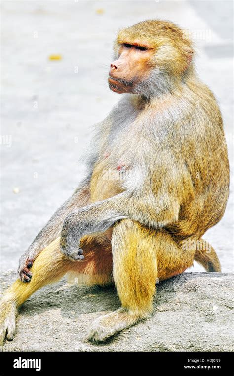 Hamadryas Baboon Monkey In Its Natural Habitat Of The Wild Stock Photo