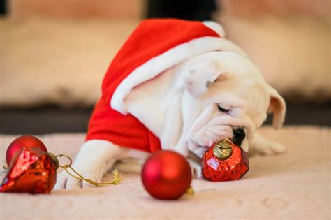 The Best Christmas Ts For Dogs Of 2019 Petvet