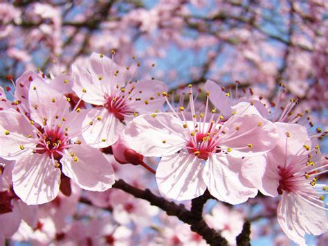 30 gambar bunga sakura dan warnanya