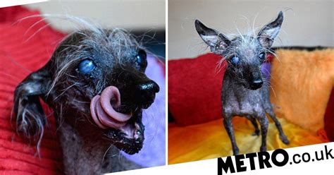 Britains Ugliest Dog Who Became Pet Model Dies At 16 Metro News