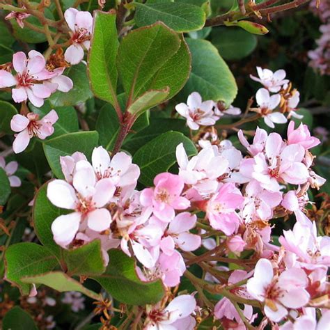 Indian Hawthorn Plant Species The Good Earth Garden Center