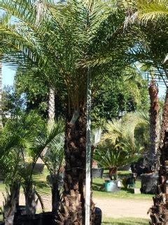 The leaves on this species are usually dark green. Silver Date Palm Tree For Sale In Houston Texas - Buy ...