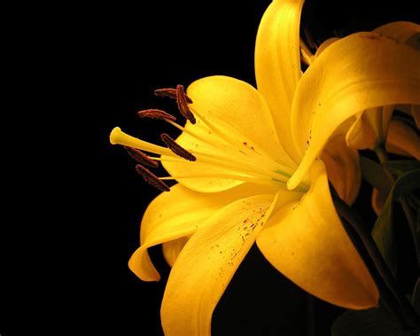 Yellow Lily Flower Wallpapers Hd Wallpapers Id 5696